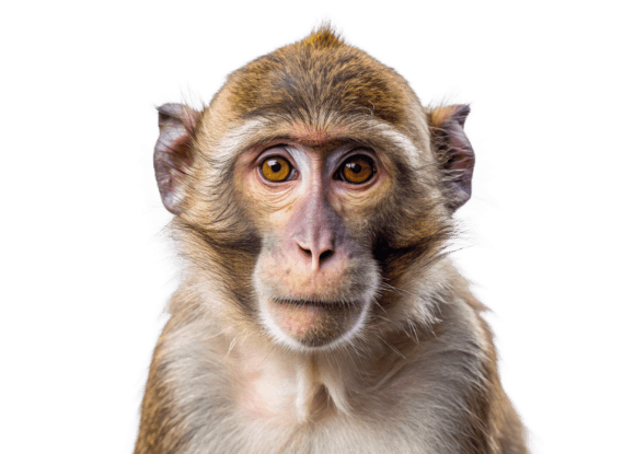 3D PNG Body Monkey Mega Free: Your Ultimate Design Solution