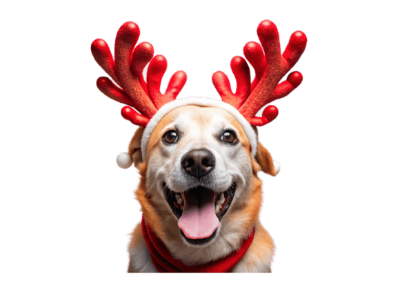 Explore 3D Christmas Pug Dog Cartoon PNG